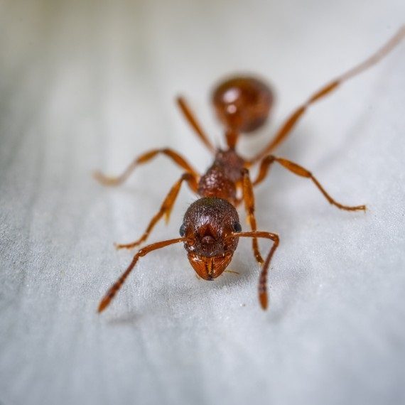 Field Ants, Pest Control in Pinner, Eastcote, Hatch End, HA5. Call Now! 020 8166 9746
