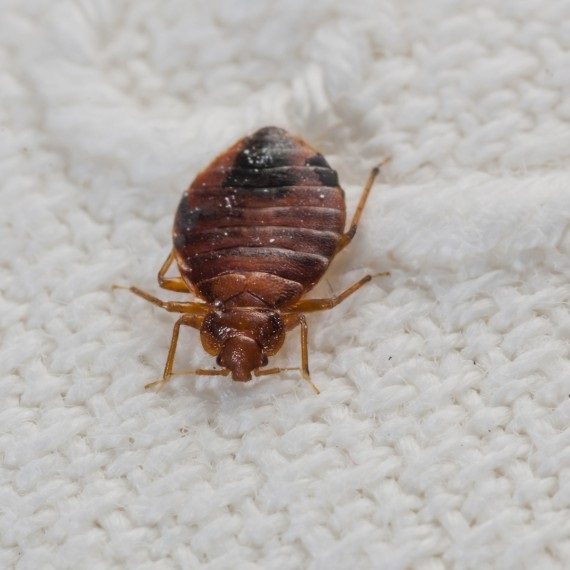 Bed Bugs, Pest Control in Pinner, Eastcote, Hatch End, HA5. Call Now! 020 8166 9746