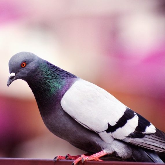 Birds, Pest Control in Pinner, Eastcote, Hatch End, HA5. Call Now! 020 8166 9746