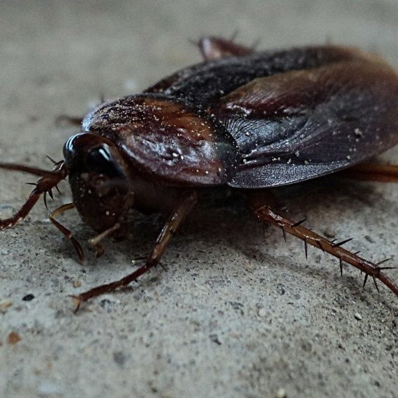Cockroaches, Pest Control in Pinner, Eastcote, Hatch End, HA5. Call Now! 020 8166 9746
