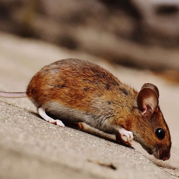 Mice, Pest Control in Pinner, Eastcote, Hatch End, HA5. Call Now! 020 8166 9746