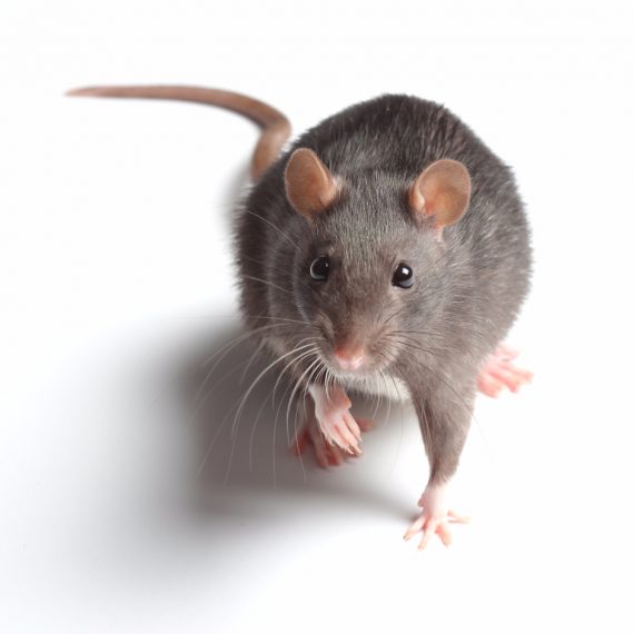 Rats, Pest Control in Pinner, Eastcote, Hatch End, HA5. Call Now! 020 8166 9746