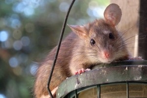 Rat Infestation, Pest Control in Pinner, Eastcote, Hatch End, HA5. Call Now 020 8166 9746
