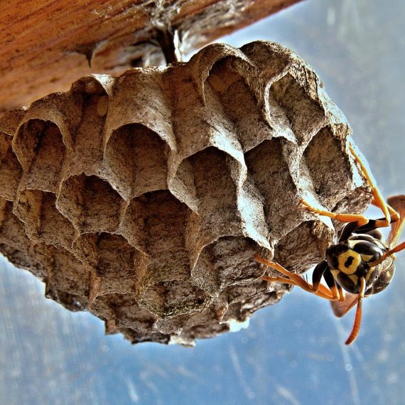 Wasps Nest, Pest Control in Pinner, Eastcote, Hatch End, HA5. Call Now! 020 8166 9746