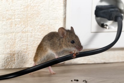 Pest Control in Pinner, Eastcote, Hatch End, HA5. Call Now! 020 8166 9746