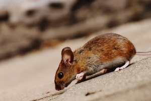 Mouse extermination, Pest Control in Pinner, Eastcote, Hatch End, HA5. Call Now 020 8166 9746