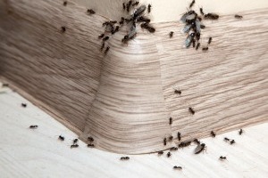 Ant Control, Pest Control in Pinner, Eastcote, Hatch End, HA5. Call Now 020 8166 9746