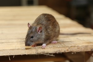 Mice Infestation, Pest Control in Pinner, Eastcote, Hatch End, HA5. Call Now 020 8166 9746