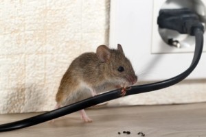 Mice Control, Pest Control in Pinner, Eastcote, Hatch End, HA5. Call Now 020 8166 9746